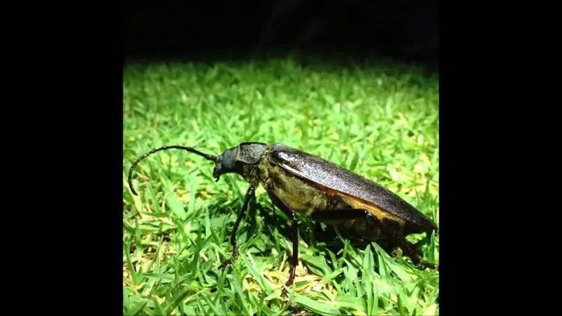 صرصور الحقل أحدها.. وسائل القدماء للتنبؤ بأحوال الطقس