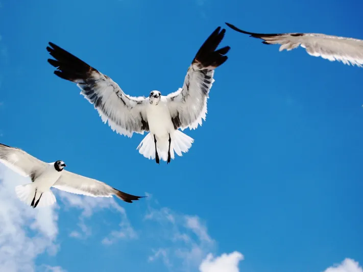 صرصور الحقل أحدها.. وسائل القدماء للتنبؤ بأحوال الطقس