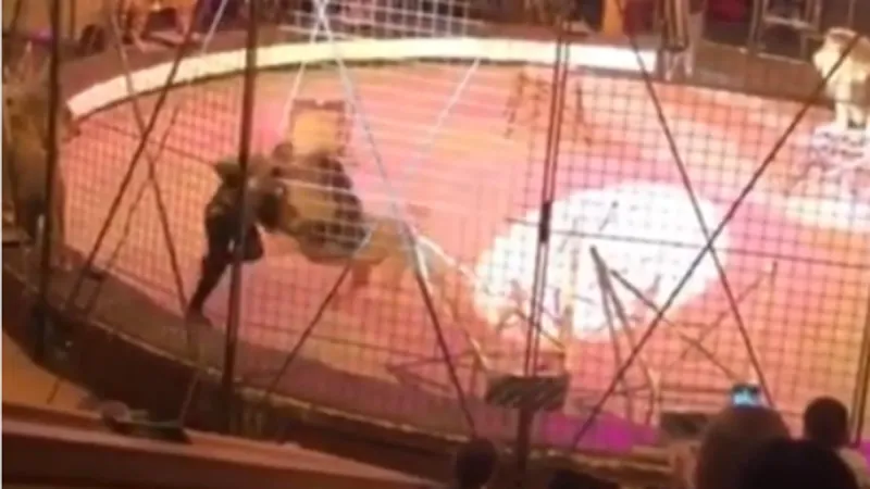 هجوم مفاجئ على حمادة كوتة من أسد غاضب