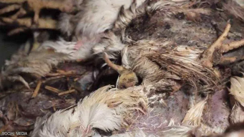فيديو كارثي.. دجاج نافق وحشرات مصاصة للدماء بمزرعة "كنتاكي"