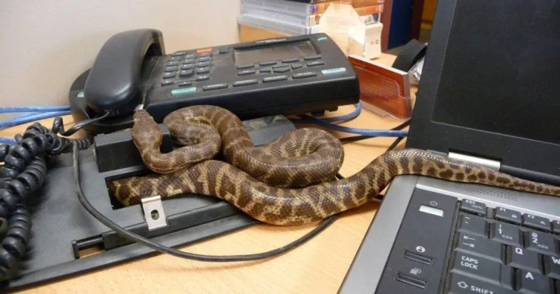 في هذه الدولة.. الثعابين تمنع الرئيس من أداء عمله وتحتل وزارة الخارجية (فيديو)