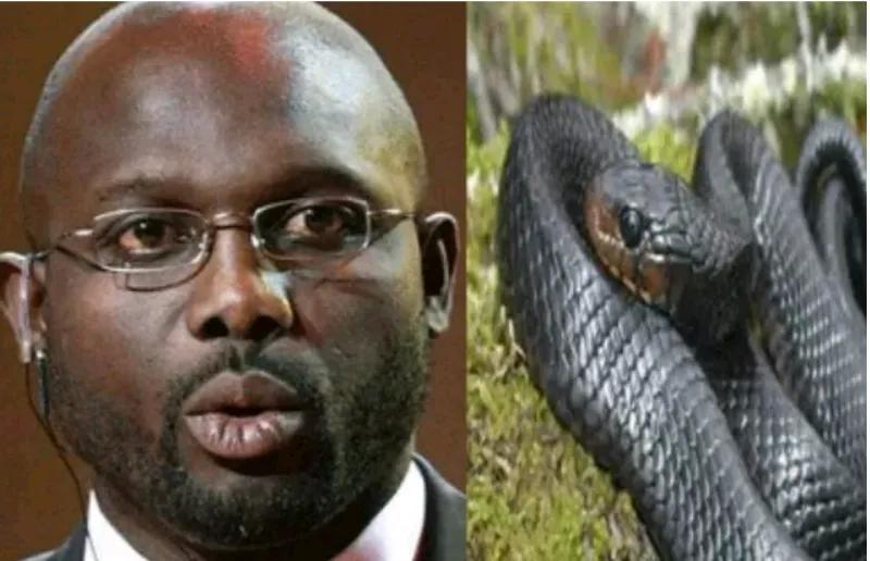 في هذه الدولة.. الثعابين تمنع الرئيس من أداء عمله وتحتل وزارة الخارجية (فيديو)