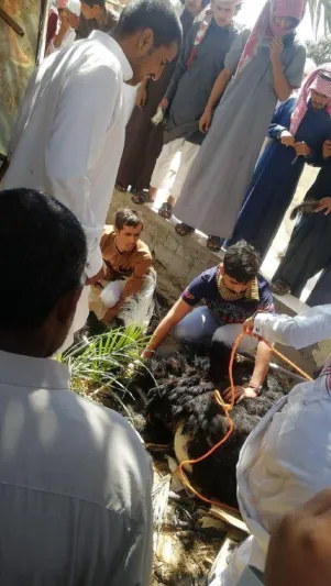 نعامة هاربة تتجول وسط السيارات في شوارع إحدى المدن السعودية (فيديو)