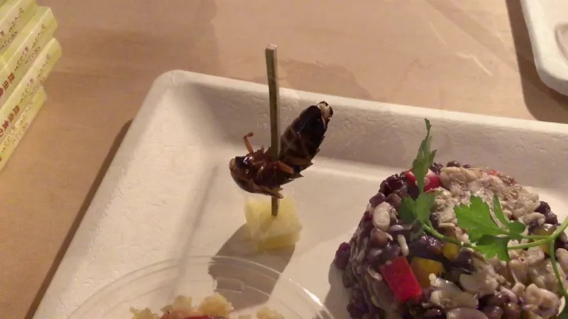 بدائل صديقة للبيئة.. تعرف على مصادر الغذاء الصحي في المستقبل