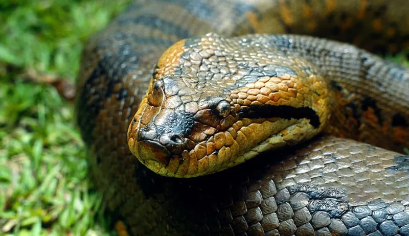 فيديو| لحظات وقوع الكارثة.. أشهر حوادث هجوم الأفاعي في السعودية