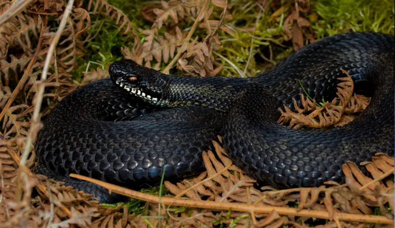 فيديو| لحظات وقوع الكارثة.. أشهر حوادث هجوم الأفاعي في السعودية