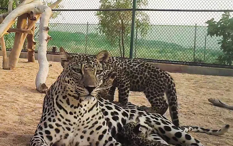 مولد اثنين من النمور العربية المهددة بالانقراض بالهيئة الملكية للعلا