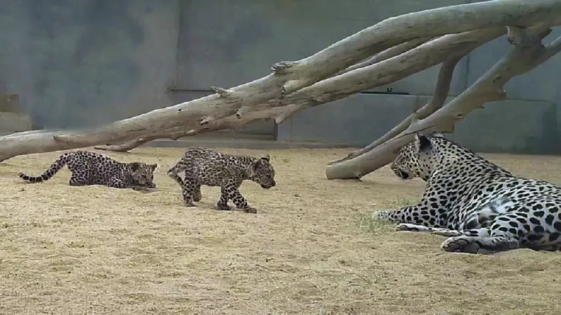 مولد اثنين من النمور العربية المهددة بالانقراض بالهيئة الملكية للعلا