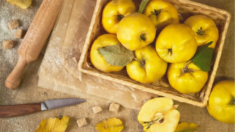 كل ما تريد معرفته عن نبات السفرجل