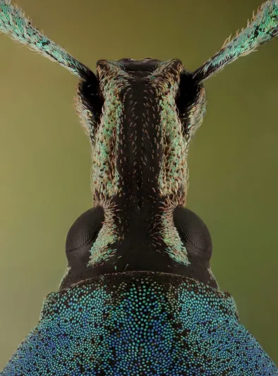 حصد 123 جائزة.. شاب سعودي يتغلب على " فوبيا الحشرات" باحتراف تصويرها عالميًا 