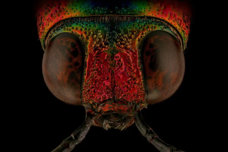 حصد 123 جائزة.. شاب سعودي يتغلب على " فوبيا الحشرات" باحتراف تصويرها عالميًا 