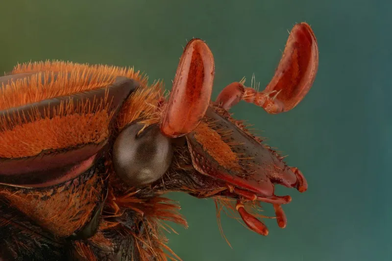 حصد 123 جائزة.. شاب سعودي يتغلب على " فوبيا الحشرات" باحتراف تصويرها عالميًا 