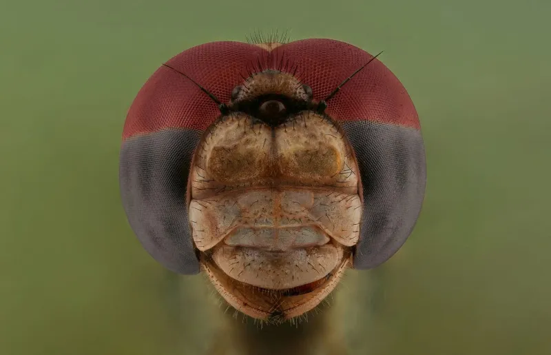 حصد 123 جائزة.. شاب سعودي يتغلب على " فوبيا الحشرات" باحتراف تصويرها عالميًا 