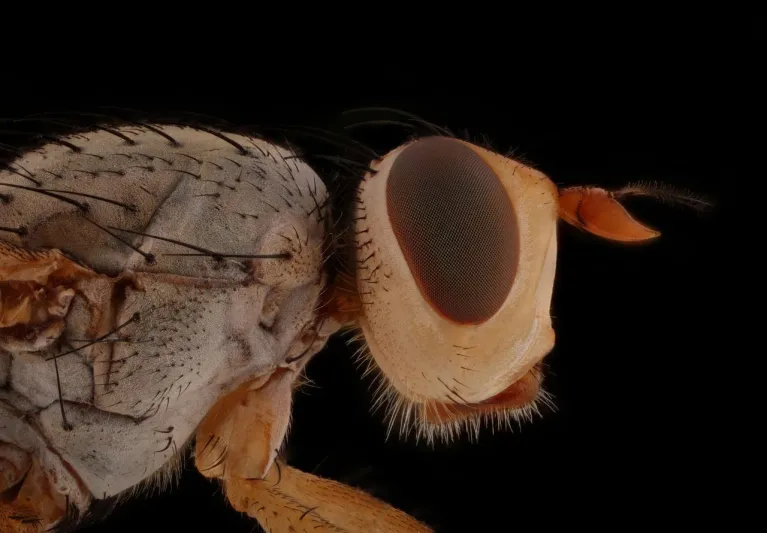 حصد 123 جائزة.. شاب سعودي يتغلب على " فوبيا الحشرات" باحتراف تصويرها عالميًا 