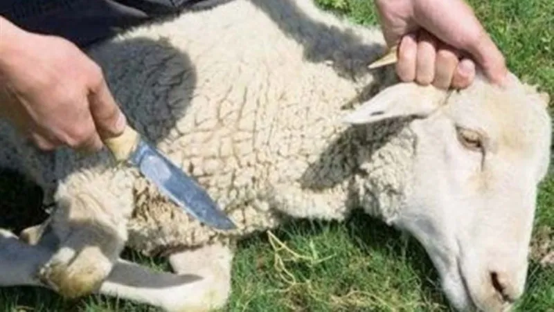 أضحية العيد وشروطها