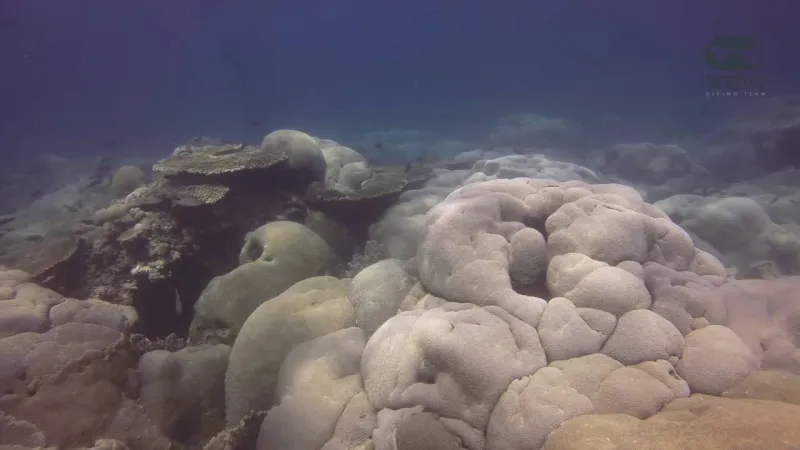أبرزها فرسان وجبل الصبايا.. تعرف على أهم الجزر السياحية في المملكة