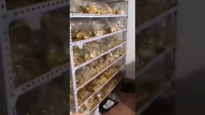 الشرطة الصينية تضبط 13 طن ذهب و30 مليار جنيه إسترليني في منزل عمدة (فيديو)