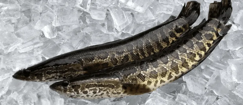 اقتلوها.. سمكة تعيش على اليابسة تثير الذعر في أمريكا