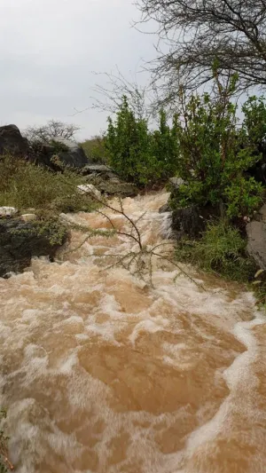 لقطات ساحرة لتشكل الشلالات وجريان الأودية بعد هطول الأمطار على بارق (فيديو)