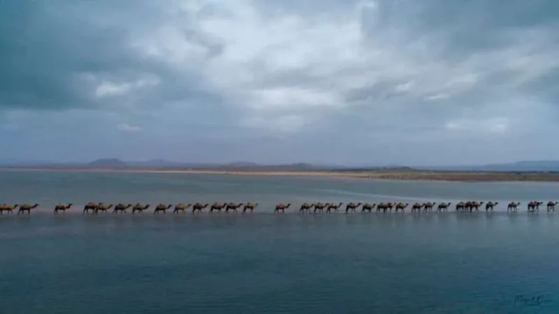 مشهد خلاب لقافلة جمال تسير على شاطئ بعسير