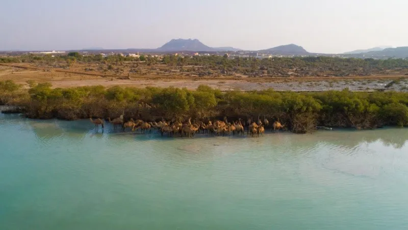 مشهد خلاب لقافلة جمال تسير على شاطئ بعسير