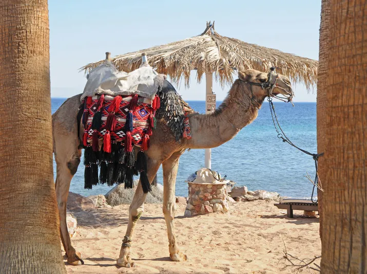 السياحة فى طابا.. دليلك الكامل قبل السفر إلى المدينة الرائعة 