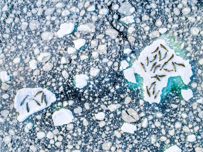 «العالم بعدسة الكاميرا».. أفضل الصور المُلتقطة في 2019