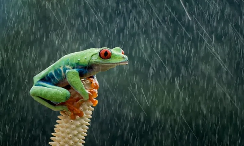 «العالم بعدسة الكاميرا».. أفضل الصور المُلتقطة في 2019