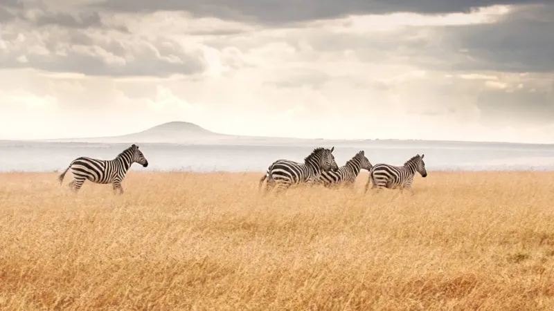 بـ270 ألف دولار.. تعرف على أغلى رحلة في العالم من Four Seasons