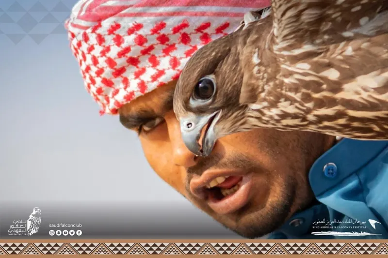 صقور تخطف الأنظار بمسابقة «المزاين».. ما معايير اختيار الأجمل؟  «فيديو»