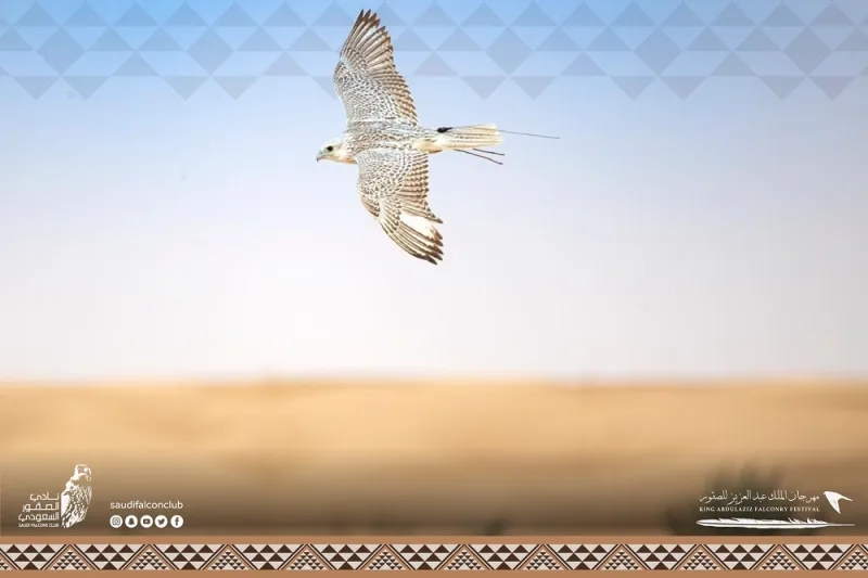 صقور تخطف الأنظار بمسابقة «المزاين».. ما معايير اختيار الأجمل؟  «فيديو»