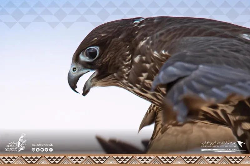 صقور تخطف الأنظار بمسابقة «المزاين».. ما معايير اختيار الأجمل؟  «فيديو»