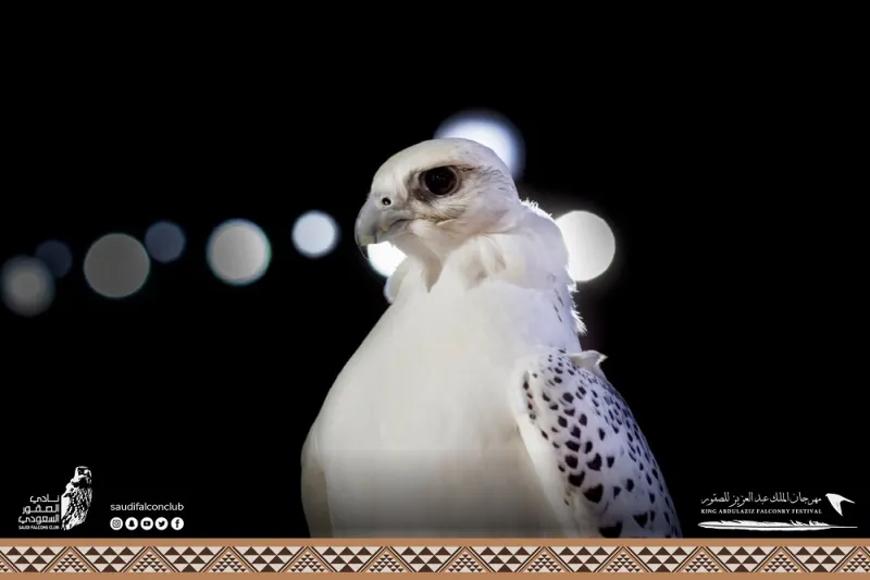 صقور تخطف الأنظار بمسابقة «المزاين».. ما معايير اختيار الأجمل؟  «فيديو»