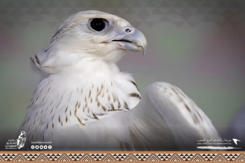 صقور تخطف الأنظار بمسابقة «المزاين».. ما معايير اختيار الأجمل؟  «فيديو»