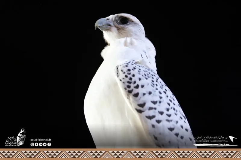 صقور تخطف الأنظار بمسابقة «المزاين».. ما معايير اختيار الأجمل؟  «فيديو»