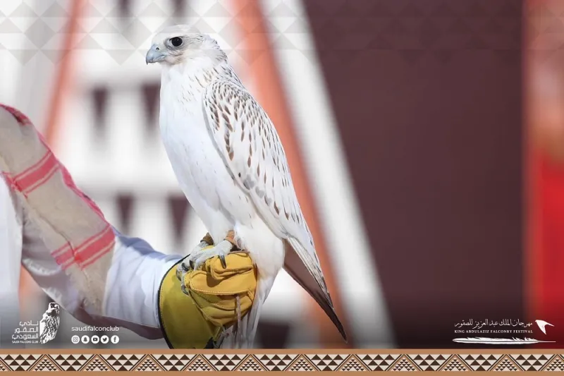 صقور تخطف الأنظار بمسابقة «المزاين».. ما معايير اختيار الأجمل؟  «فيديو»