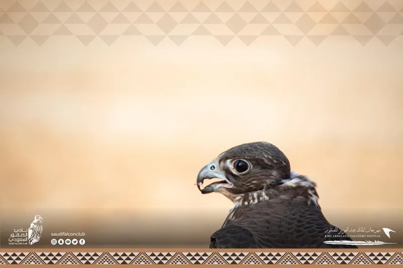 صقور تخطف الأنظار بمسابقة «المزاين».. ما معايير اختيار الأجمل؟  «فيديو»