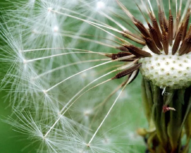 الحساسية تهدّدكم في الخريف أيضاً.. هكذا تتجنبونها