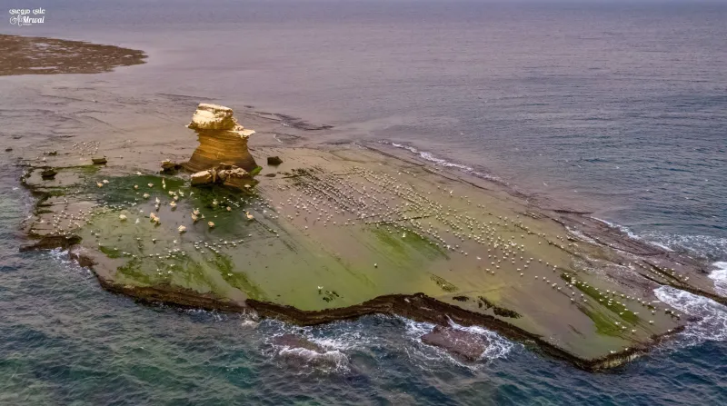 لقطات ساحرة للطبيعة الخلابة بجزيرة «كدمبل» بعسير وقت الغروب «فيديو»