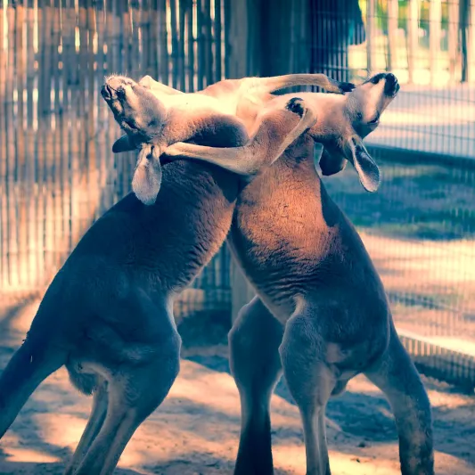 مباراة ملاكمة ساخنة بين ذكري كنغر في أستراليا «فيديو»
