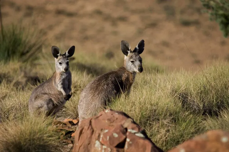 مباراة ملاكمة ساخنة بين ذكري كنغر في أستراليا «فيديو»