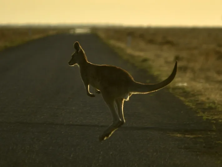 مباراة ملاكمة ساخنة بين ذكري كنغر في أستراليا «فيديو»