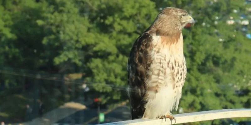 حكاية «الصقر هدسون».. من يجرؤ على مراقبة موظفي الـ CIA؟