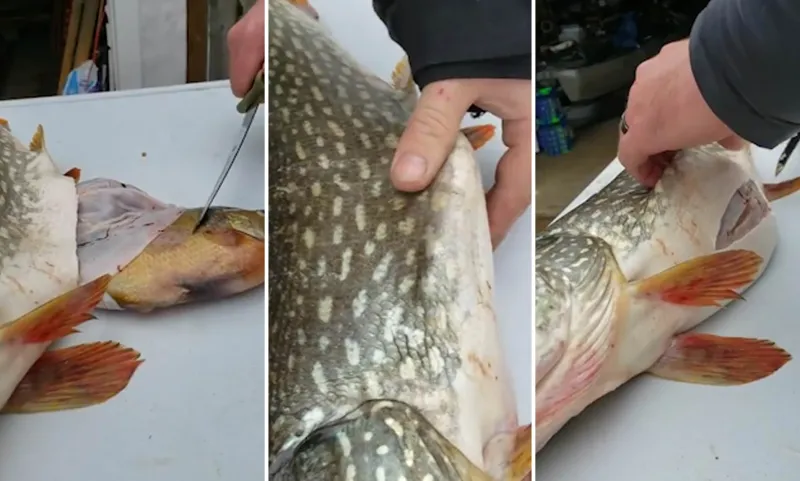 مفاجأة أذهلت الصيادين.. ماذا وجدوا فى بطن سمكة ضخمة (فيديو)