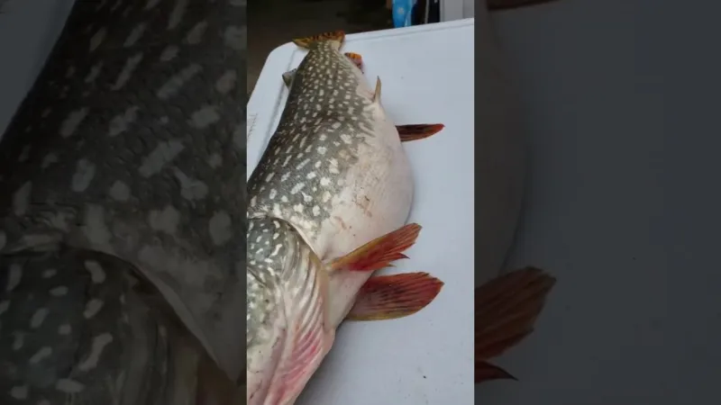 مفاجأة أذهلت الصيادين.. ماذا وجدوا فى بطن سمكة ضخمة (فيديو)