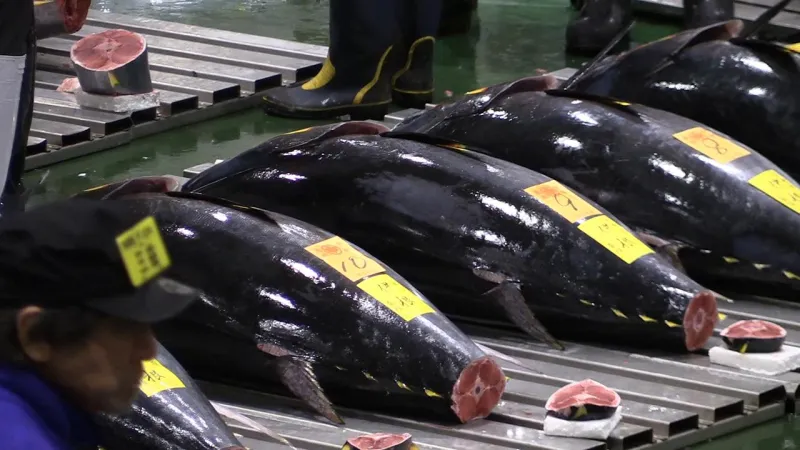  بيع سمكة تونه في مزاد علني بـ1.8 مليون دولار (فيديو) 