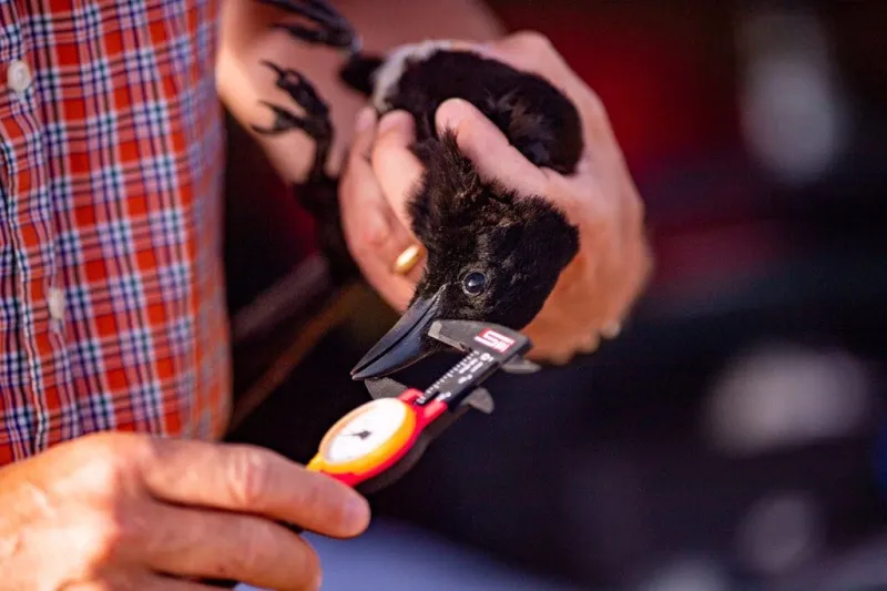 طائر نادر لا يعيش سوى في السعودية.. تعرف على اسمه وأسباب انقراضه