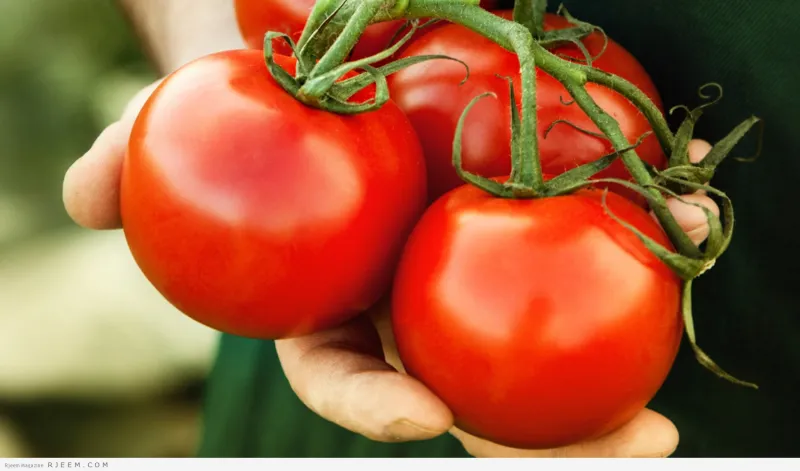  هل تناول البندورة يزيد من خصوبة الرجال ؟