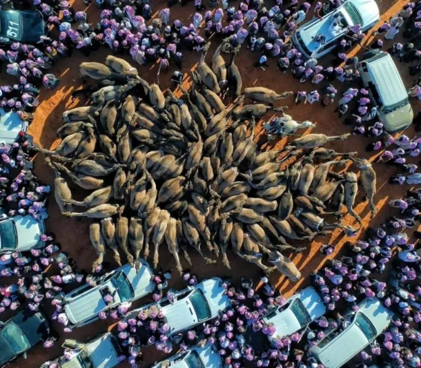 لأول مرة مصارعة الإبل رياضة سعودية جديدة بلا دماء  «إنفوجراف»