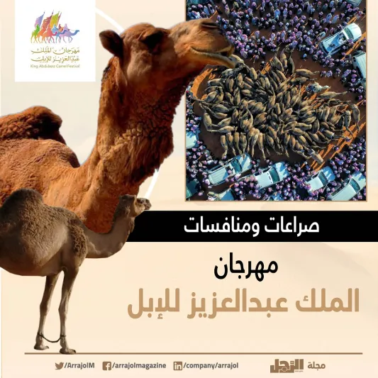 لأول مرة مصارعة الإبل رياضة سعودية جديدة بلا دماء  «إنفوجراف»